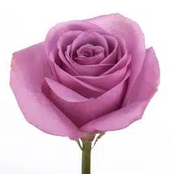 Cool Water Lavender Roses, 100 Blooms - Image 2