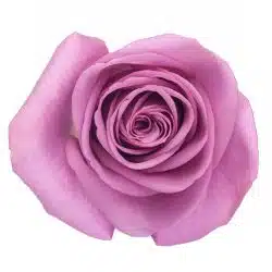 cool-water-rose