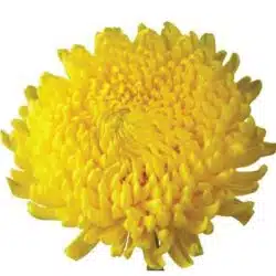 yellow cremon