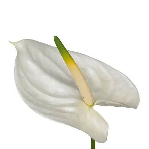 white-anthurium-flower