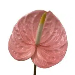 pink-anthurium-flower