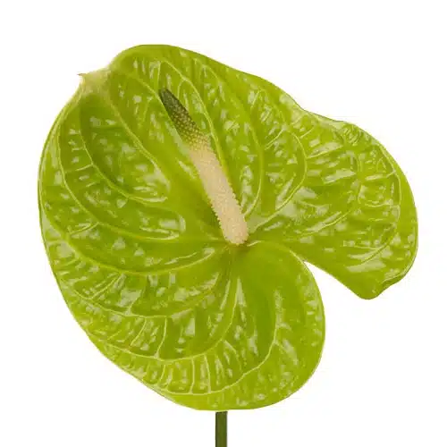 green-anthurium-flower
