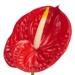 red-anthurium-flower