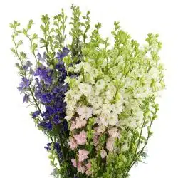 assorted-delphinium
