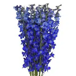 blue-belladonna-delphinium