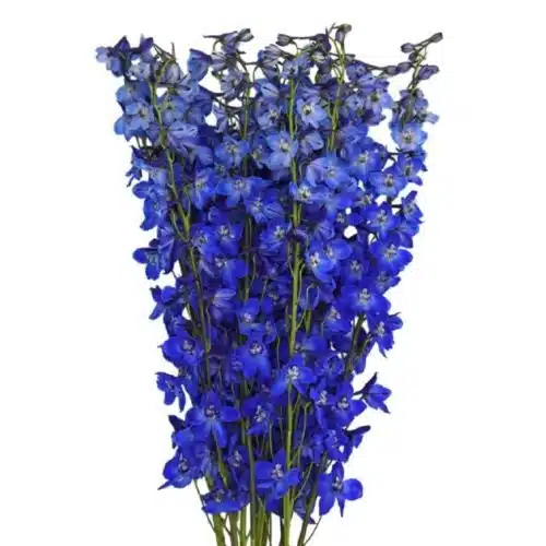 blue-belladonna-delphinium