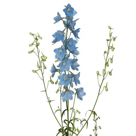delphinium-sky-waltz-light-blue