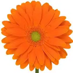 gerbera-canadian-orange