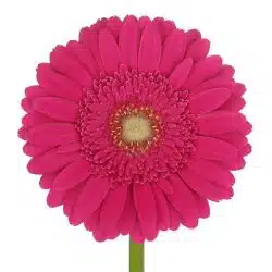 gerbera-green-center-hot-pink