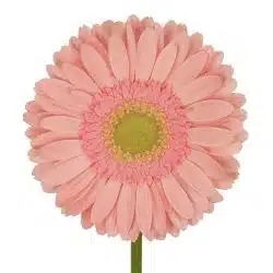 gerbera-green-center-light-pink