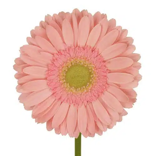 gerbera-green-center-light-pink