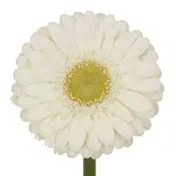gerbera-green-center-white