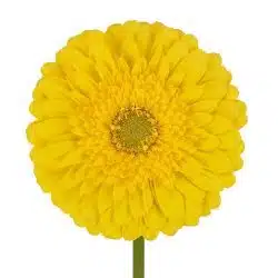 gerbera-green-center-yellow