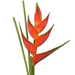 heliconia