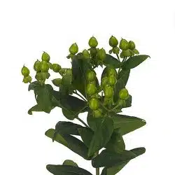 hypericum-jungle-roman