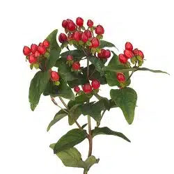 red-hypericum-berries