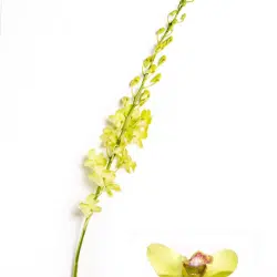 green-jade-orchids