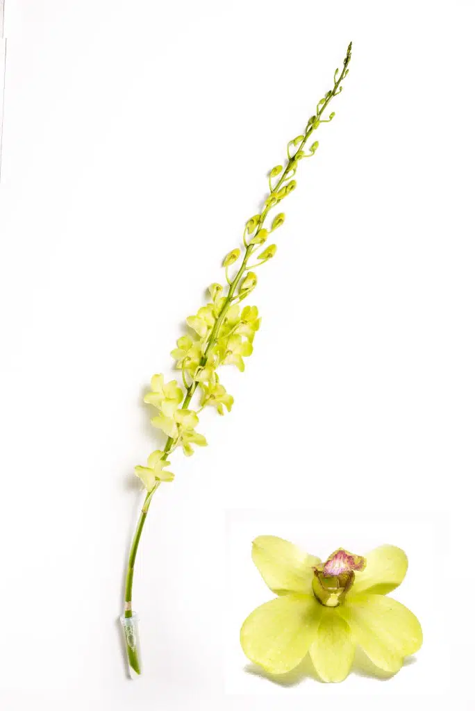 green-jade-orchids
