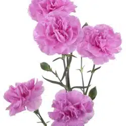 lavender-mini-carnation