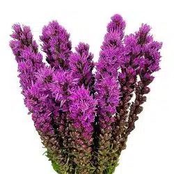 liatris
