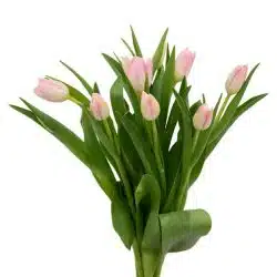 light-pink-tulips