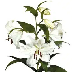 white-oriental-lilies