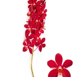 mokara-ruby-red