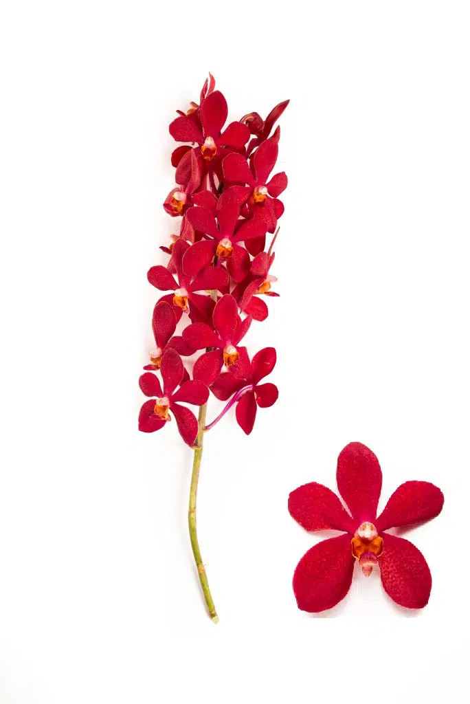 mokara-ruby-red