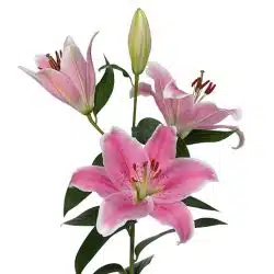 oriental-lily-sorbonne-light-pink