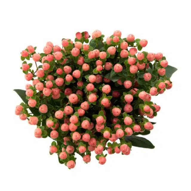Pink Hypericum Berries - Image 3