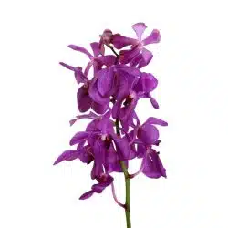 purple mokara fresh cut orchids