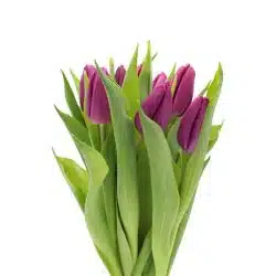 purple-tulip-fresh-flowers