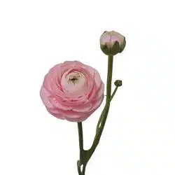 anunculus-clooney-pink