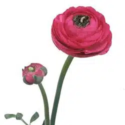 ranunculus-hot-pink