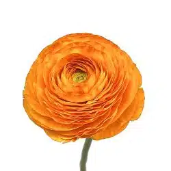 ranunculus-orange