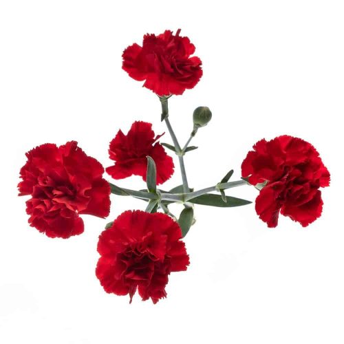 red-mini-carnation-top-view