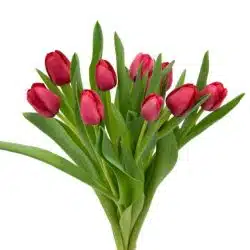 red-tulips-fresh-flowers
