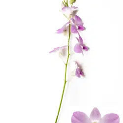 lavender-orchid