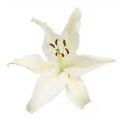 Alternative view of White Oriental Lily