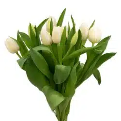 white-tulips-fresh-flowers