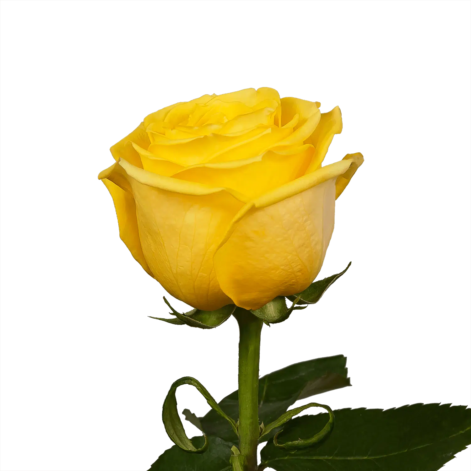 yellow roses wholesale bulk