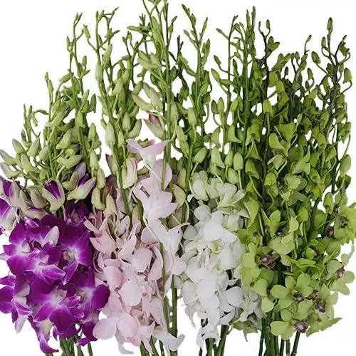 assorted-orchids