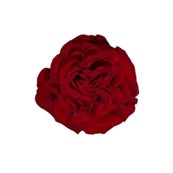 hearts-garden-rose