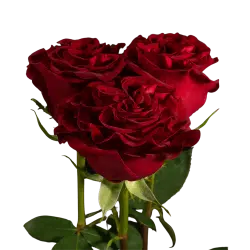 Alternative view of Hearts Red Garden Roses, 100 Stems