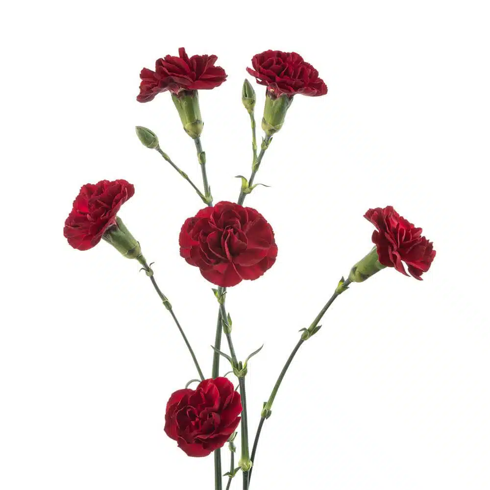 burgundy-mini-carnation