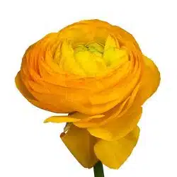 ranunculus-clooney-yellow