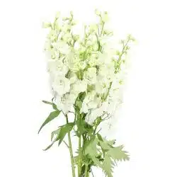 white-delphinium