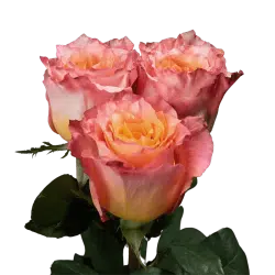 Alternative view of Free Spirit Orange Peach Garden Roses