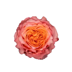 free-spirit-garden-rose