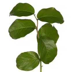 lemon leaf